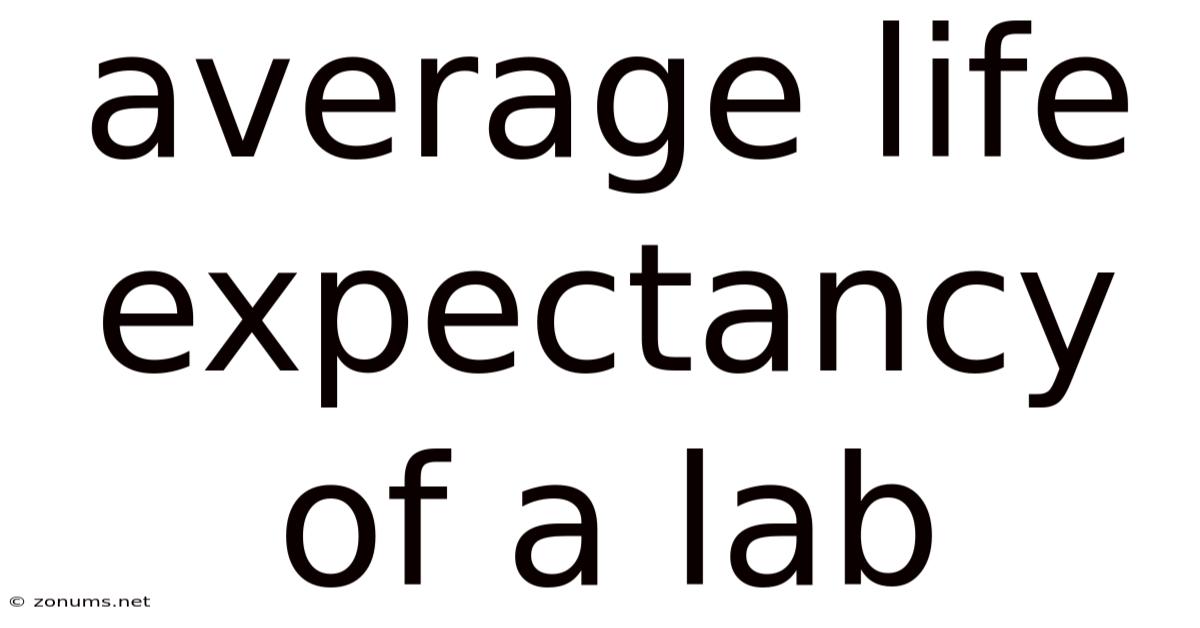 Average Life Expectancy Of A Lab