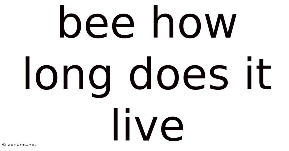 Bee How Long Does It Live