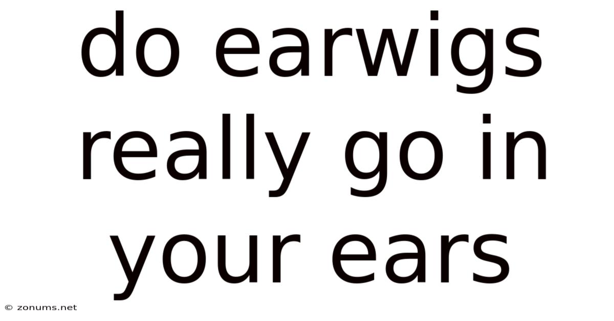 Do Earwigs Really Go In Your Ears
