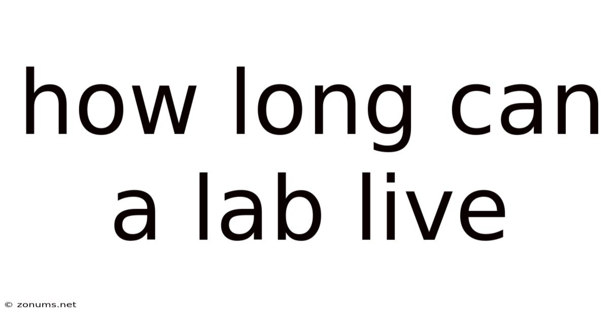 How Long Can A Lab Live