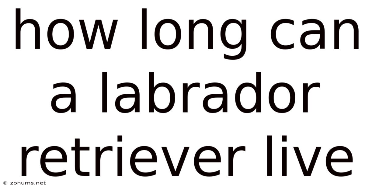 How Long Can A Labrador Retriever Live