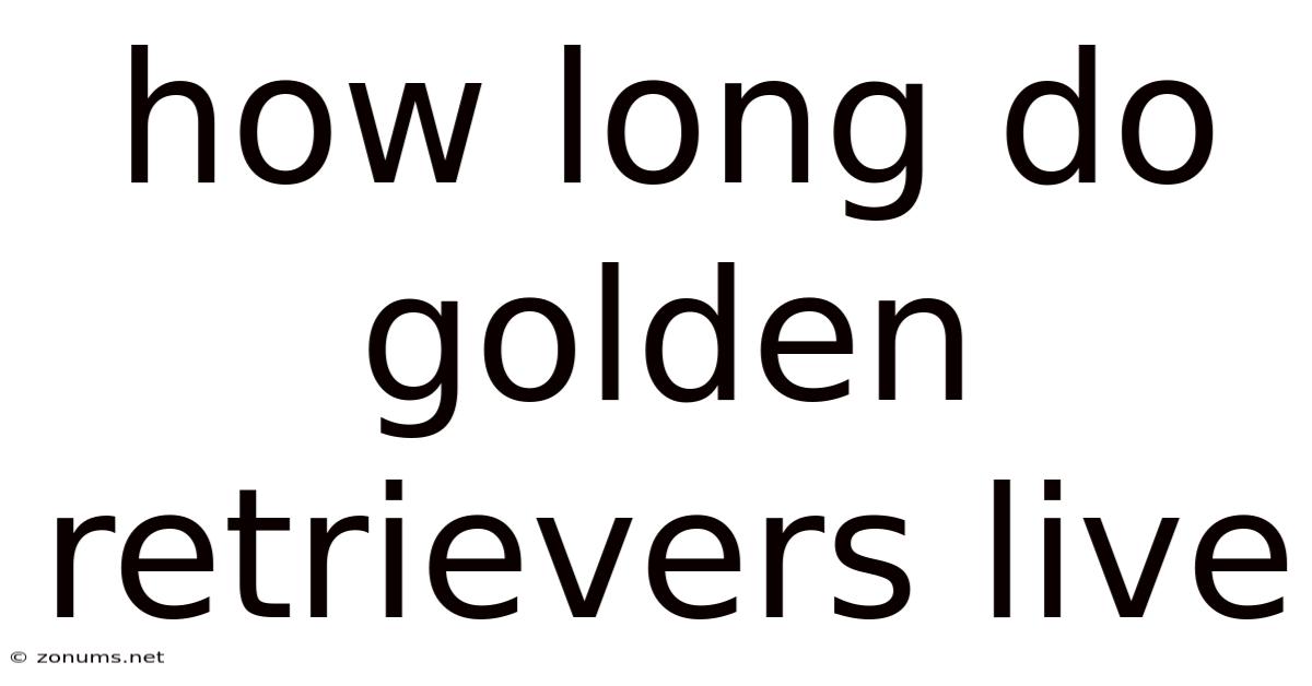 How Long Do Golden Retrievers Live