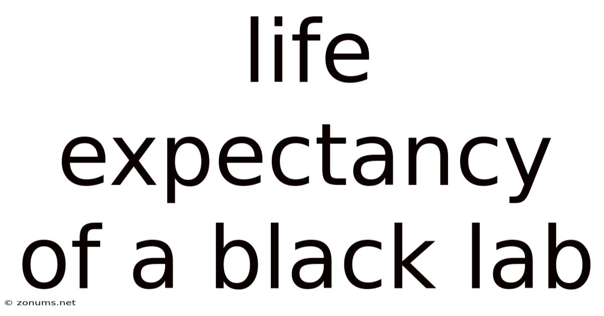 Life Expectancy Of A Black Lab